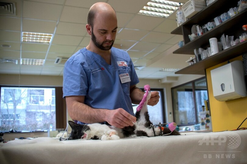 また自由に走れるニャン 両後ろ脚失った野良猫にバイオニック義肢