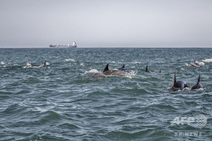 希少ペンギン繁殖地そばに海上給油基地、「わかしお」事故で懸念高まる 南ア