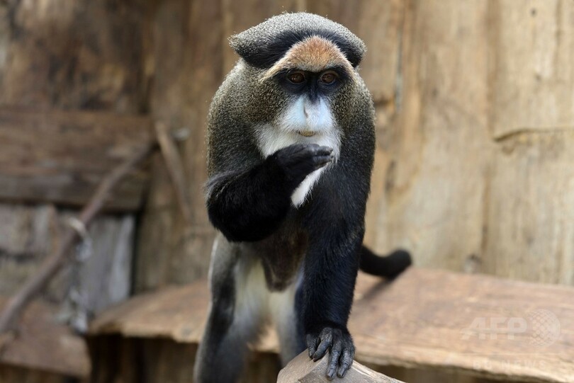 経済危機の影響は動物にも ギリシャ