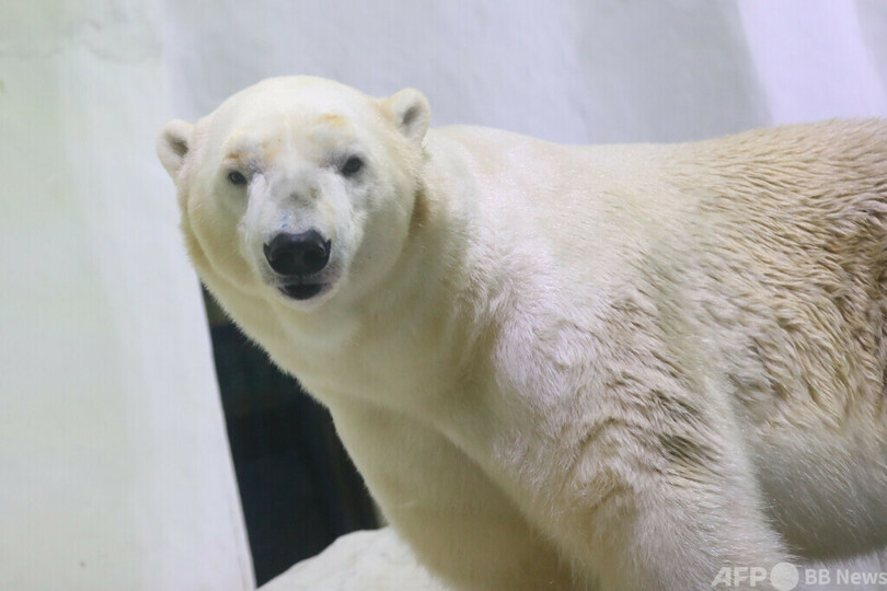 南京の水族館のホッキョクグマが西安で「お見合い」 来春のおめでたを期待