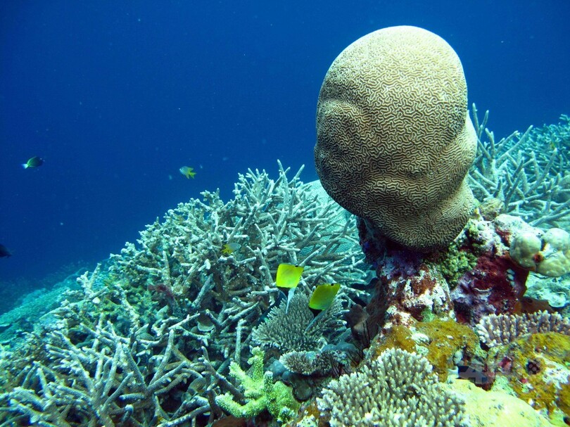 水温上昇の海は 不健全 世界自然保護会議で警告 写真3枚 国際ニュース Afpbb News