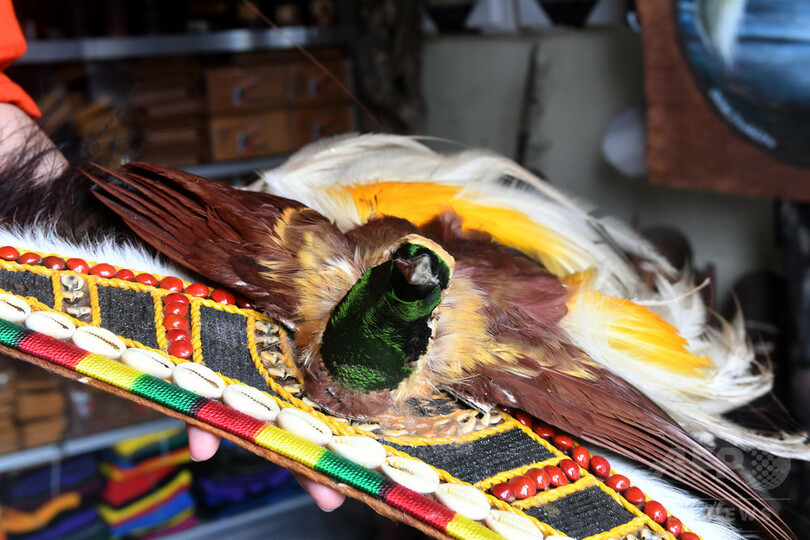 ジャングルから消えゆく鳥たち、地元住民で保護する動き インドネシア