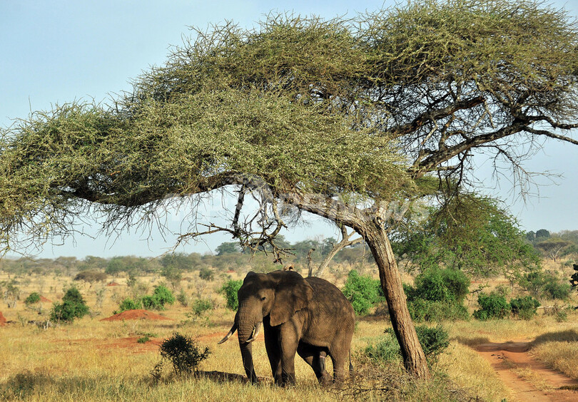 ケニアのゾウ個体数、密猟横行でも増加