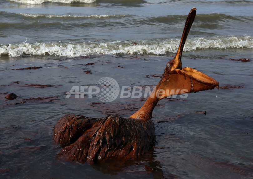 油まみれの鳥たち、メキシコ湾原油流出事故
