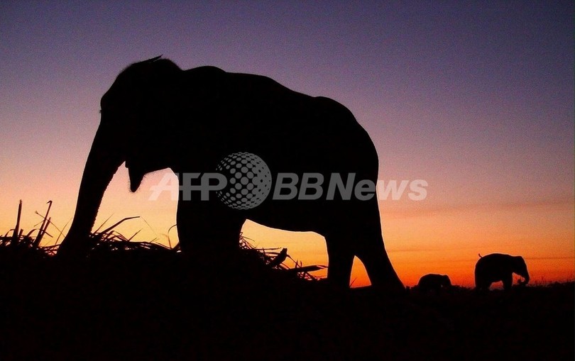 ヘロイン中毒のゾウ、3年間のリハビリで回復 ヘロイン中毒のゾウ、3年間のリハビリで回復