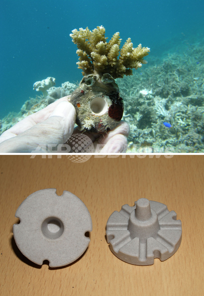 沖縄・石西礁湖のサンゴ礁、世界初の人工再生へ 東京海洋大 沖縄・石西礁湖のサンゴ礁、世界初の人工再生へ 東京海洋大