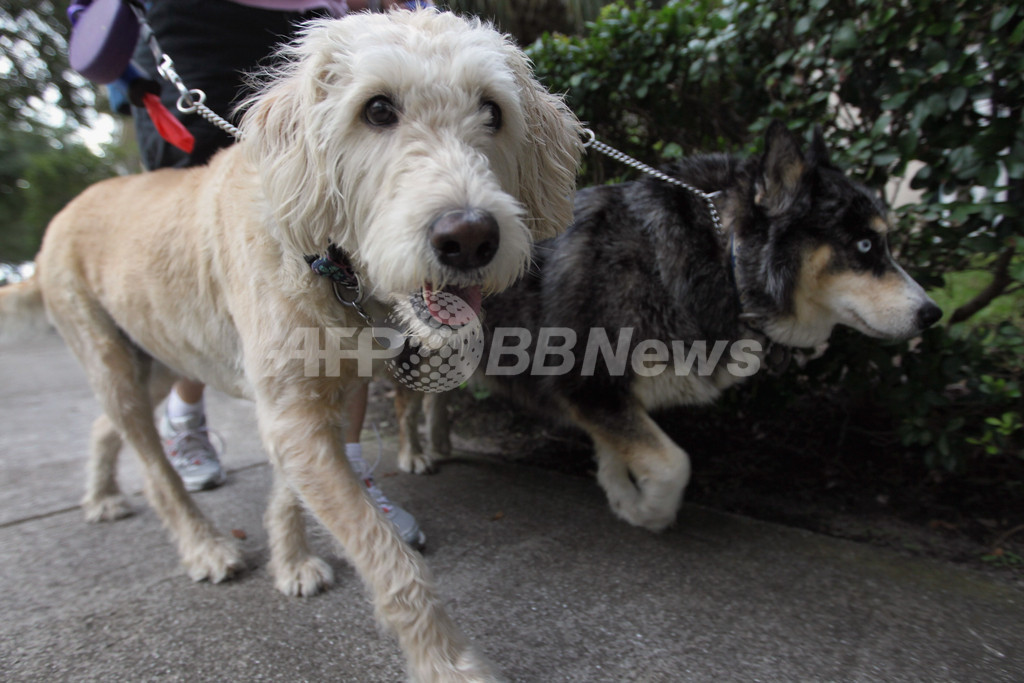 犬のふん集めたら金塊に化けるかも 台湾の清掃キャンペーンが大当たり 写真1枚 国際ニュース Afpbb News