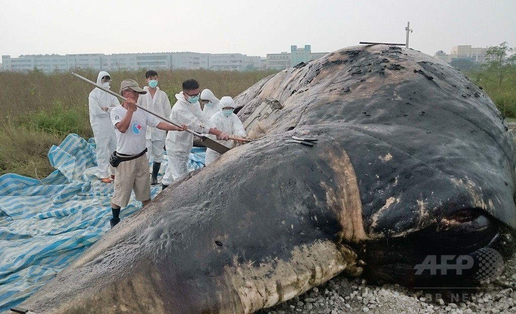 クジラ死骸の胃から大量のゴミ、台湾 クジラ死骸の胃から大量のゴミ、台湾