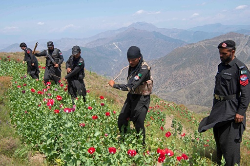 ケシ畑c 全羅北道群山市（チョルラブクド·クンサンシ）で麻薬成分が入っ