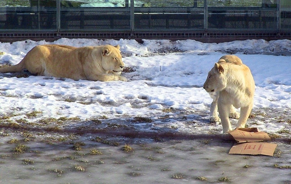 雪の中遊ぶホワイトライオン、冬に慣れたサファリの動物たち カナダ ...