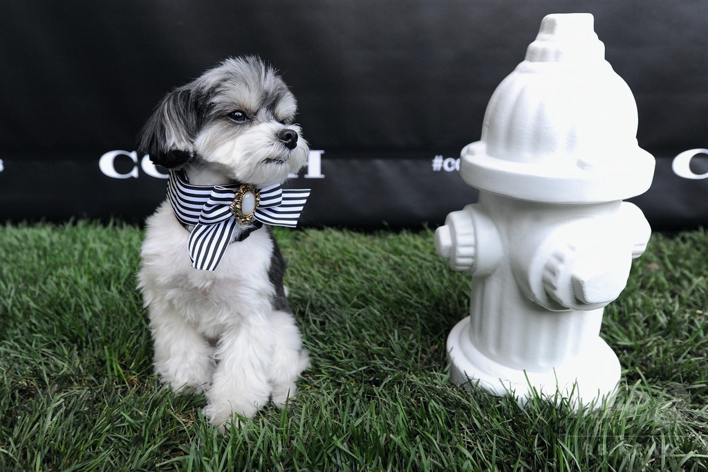 アリアナ・グランデの愛犬も登場！「コーチ」新キャンペーンイベント