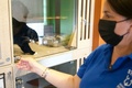 米首都ワシントンにある動物愛護団体「ヒューメイン・レスキュー・アライアンス（HRA）」の保護施設で世話される猫（2021年10月15日撮影）。(c)Bastien INZAURRALDE / AFP