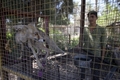 イラクの首都バグダッド（Baghdad）で、イヌのほか、クマ、ライオン、ワニ、サル、コンドル、オオカミ、クジャク、ヒヒ、ダチョウ、アナグマ、ヤマアラシなどを取り扱うペット店が、動物園の代わりとして人気を博している。来店者は1日あたり400人。ペットを買うのではなく、ただ見に来ている人が多いという。ペット店店主のSabah Alazawi氏によれば、次はハイエナを入荷する予定。

写真は、ペット店で販売されるキツネ（2010年6月28日撮影）。(c)AFP/ALI AL-SAADI