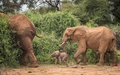 ケニア北部のサンブル国立保護区を移動する母ゾウのボラと双子のゾウの赤ちゃん。セーブ・ジ・エレファンツ提供（2022年1月17日撮影、20日提供）。(c)AFP PHOTO /JANE WYNYARD/SAVE THE ELEPHANTS