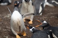 南大西洋の英領フォークランド諸島のジェンツーペンギン（2019年10月6日撮影）。(c)Pablo PORCIUNCULA BRUNE / AFP