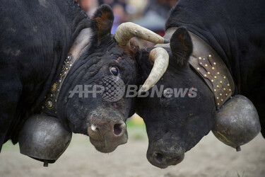 最強の雌牛を決める「バトル・オブ・ザ・クイーンズ」、スイス 写真15