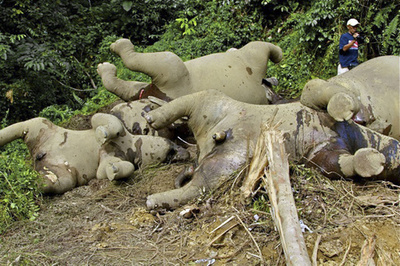 絶滅危惧種のボルネオゾウ10頭が不審死 、毒殺の可能性