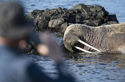 鳥インフルエンザ、死んだセイウチからウイルス初検出 研究