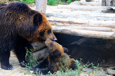 動物の赤ちゃん201匹がお披露目 北京動物園