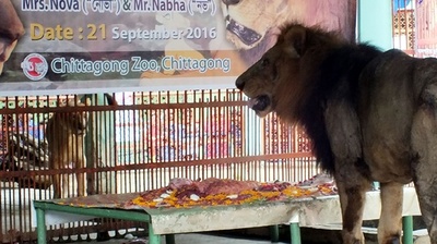 動物園でライオンの結婚式 バングラデシュ
