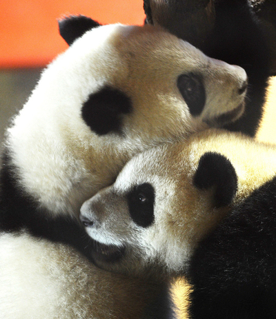 あれから大きくなりました、マドリード動物園の双子のパンダ
