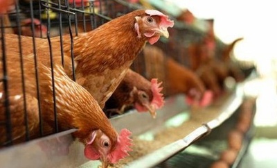 香港がアイルランド、フランス、日本の一部地域の家禽肉類と製品の輸入を停止