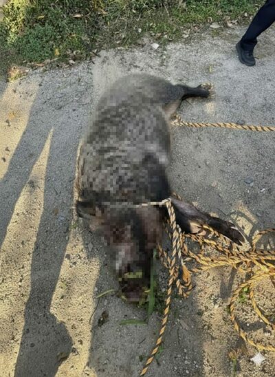 「120kg」イノシシがマンションに出没…韓国・住民ら2人けが