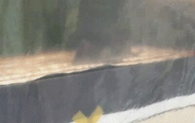 ソウルの屋台「ネズミがたい焼きを食い荒らす」動画が拡散、市民衝撃