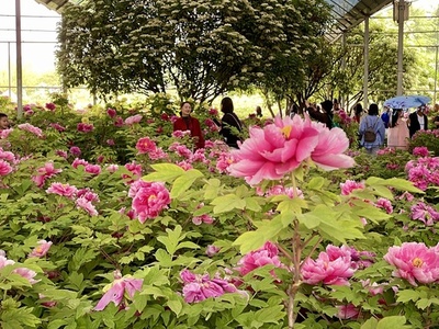 中国中東部の河南省洛陽市でボタンの花が満開