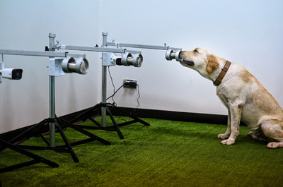 犬がコロナ陽性者を嗅ぎ分け、将来は空港で活用も 研究