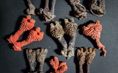 幸運を呼ぶ植物のはずが…実はトカゲの性器 詐欺容疑で男を逮捕 インド