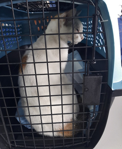 刑務所の外で「密輸猫」捕獲、薬物詰めた袋装着 パナマ