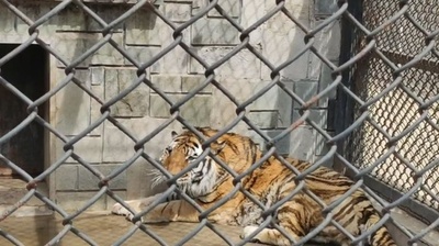 中国初の東北虎抜歯手術が成功