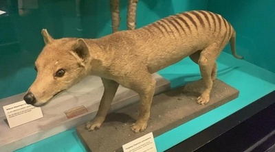 字幕:絶滅種からRNA抽出 世界で初めて成功