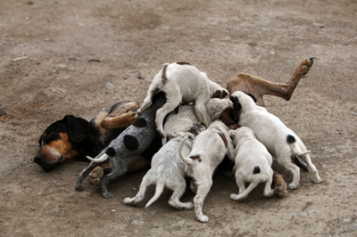 ボクもボクも！母乳に群がる子犬たち　