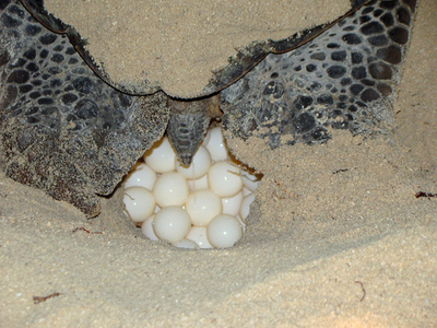 絶滅の危機に瀕するアオウミガメのベビーブーム、フィリピン
