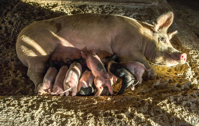 米国で感染広がるブタ流行性下痢ウイルス、豚肉価格の高騰懸念も