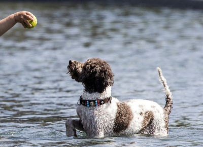 離婚時のペット処遇問題 スペインで「共同親権」可能に