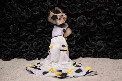 セレブとお揃い「ペット・ガラ」 今年も開催 米NY