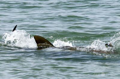 イスラエル沖でサメ襲撃か、男性が行方不明