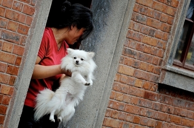 ペットブームの上海、イヌにも「一人っ子政策」導入を検討