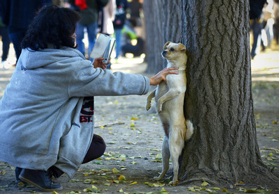 大変すぎるワンちゃんの写真撮影、北京