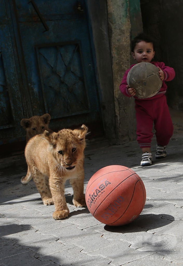 遊び相手は百獣の王？難民キャンプに暮らす子ライオン