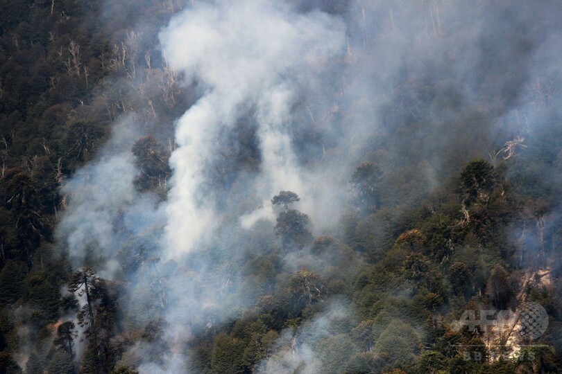 チリ大規模山火事、固有の動植物にも脅威