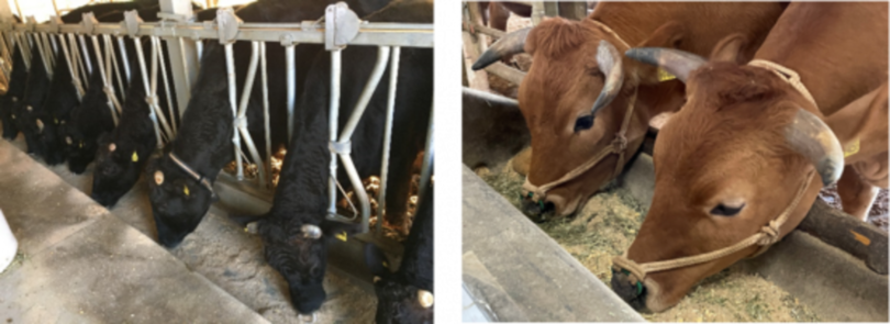 動物の筋肉からアミノ酸の一種 "D-スレオニン(D-Thr)" を世界で初めて検出