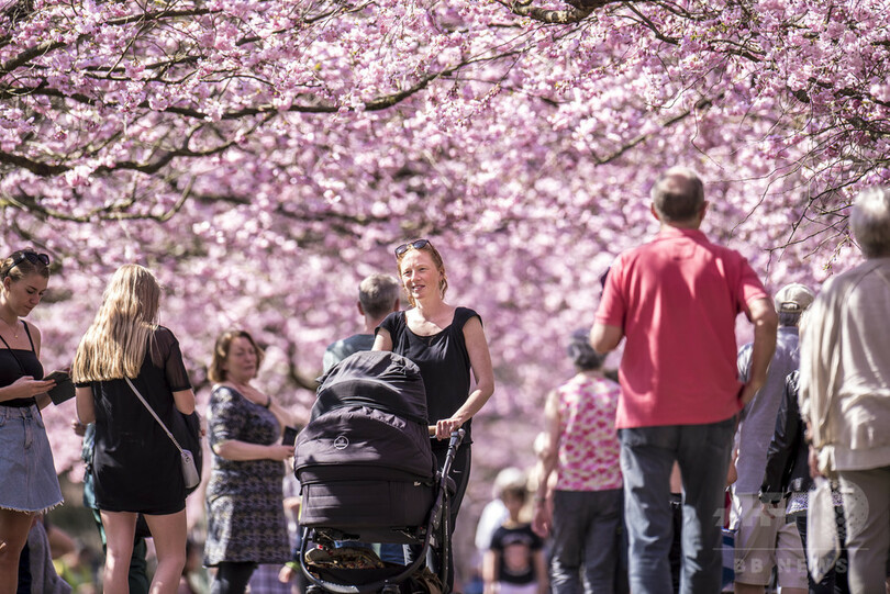 デンマークで日本の桜が満開に