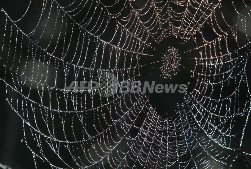 クモの糸は水不足の救世主 優れた 集水 の仕組みを解明 写真1枚 国際ニュース Afpbb News