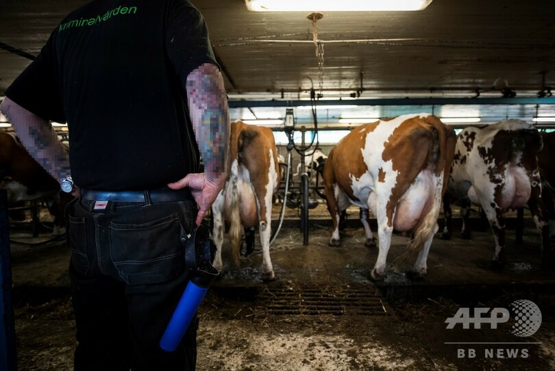 受刑者の更生に牛が一役、スウェーデンの農場刑務所