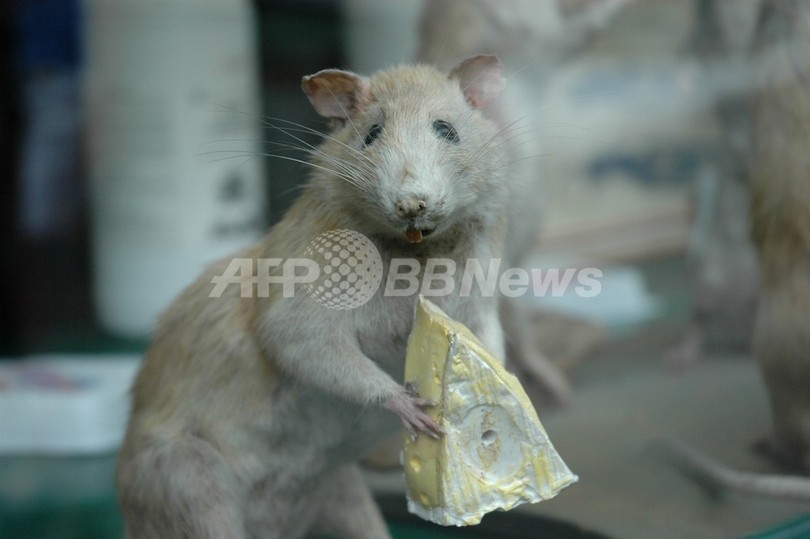 「食糧価格高騰を救えるのはネズミ食」、インド・ビハール州で奨励 「食糧価格高騰を救えるのはネズミ食」、インド・ビハール州で奨励