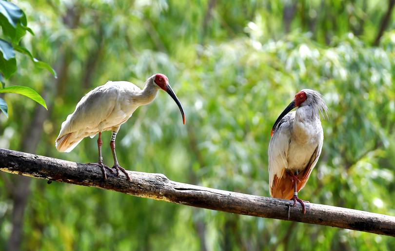 秦嶺以北初のトキ放鳥地 6年間で85羽の繁殖に成功 写真9枚 国際ニュース Afpbb News